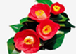 City flower-Camellia, Camellia