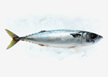 City Fish-Mackerel